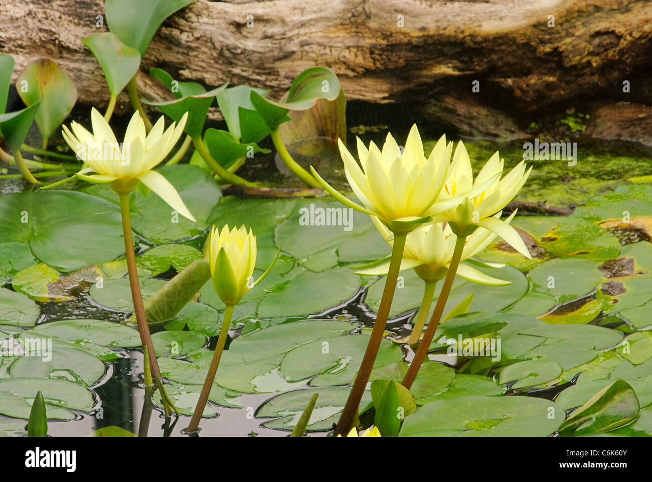 Seerose - water lily 38 Stock Photo