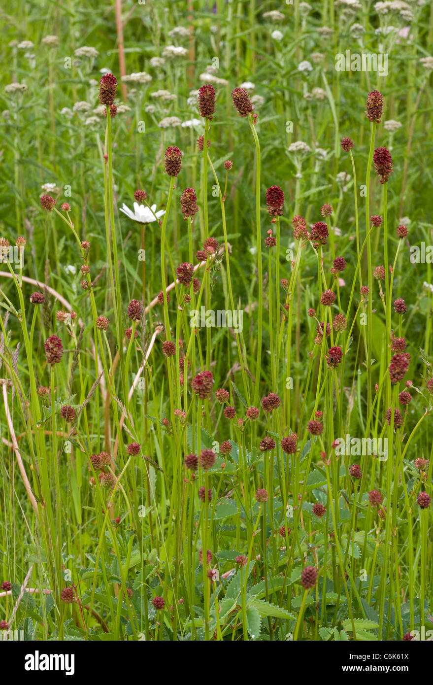 Great Burnet, Sanguisorba officinalis in flower, in damp hay meadow. Stock Photo