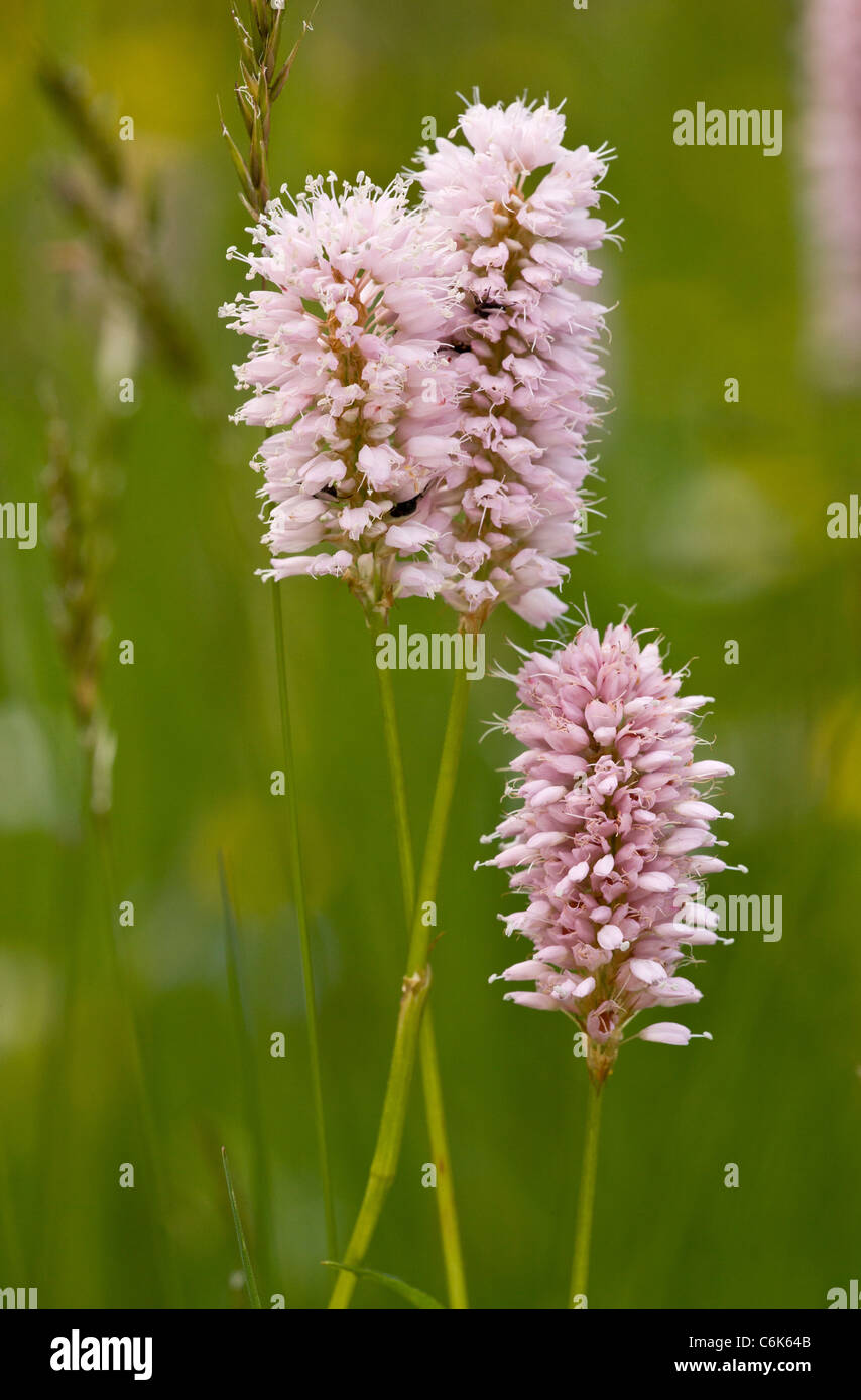 Bistort, Persicaria bistorta = Polygonum bistorta in flower in old hay meadow. Stock Photo