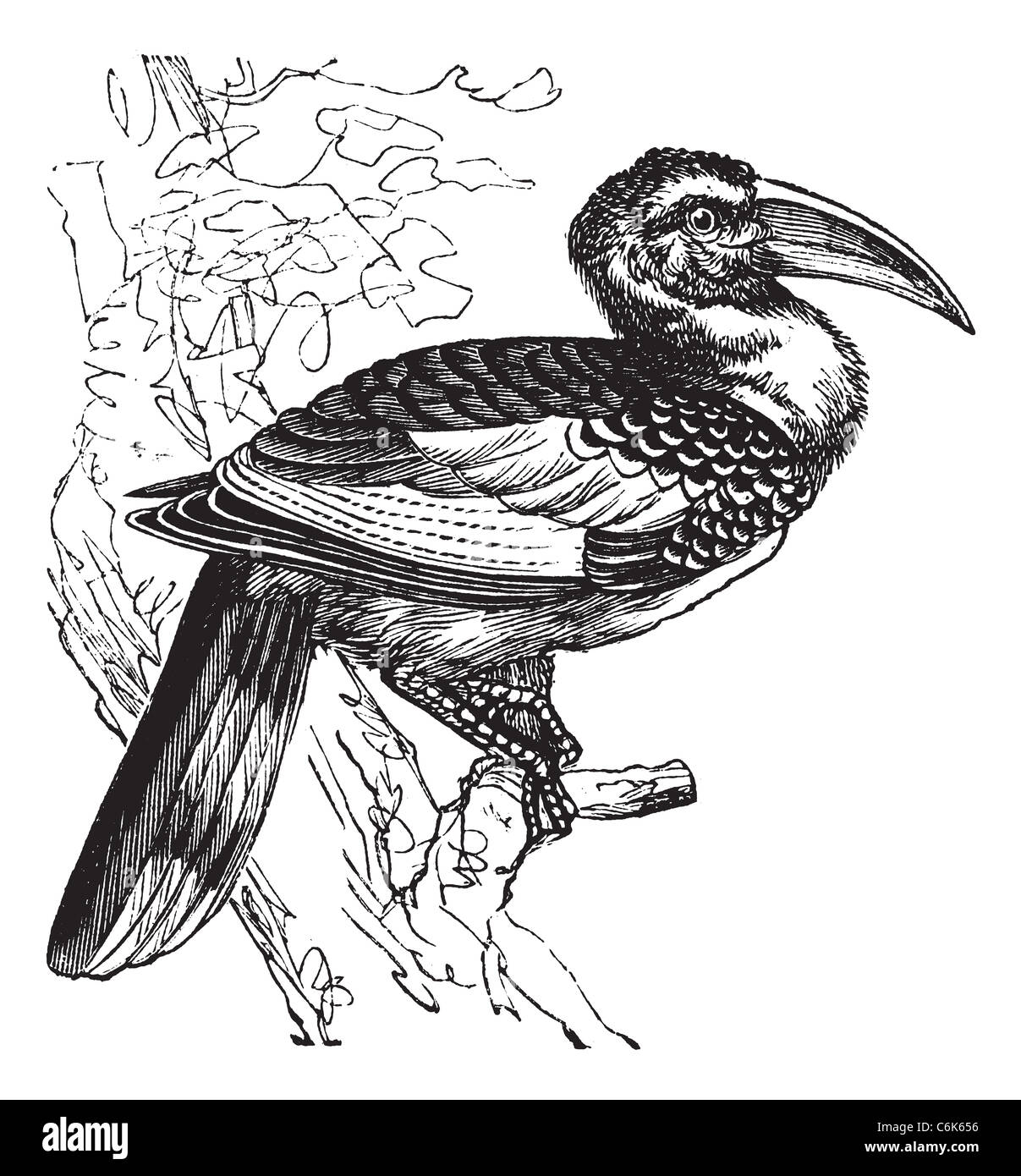 Red-billed Hornbill also known as Tockus erythrorhynchus, vintage engraved illustration of Red-billed Hornbill, bird. Stock Photo