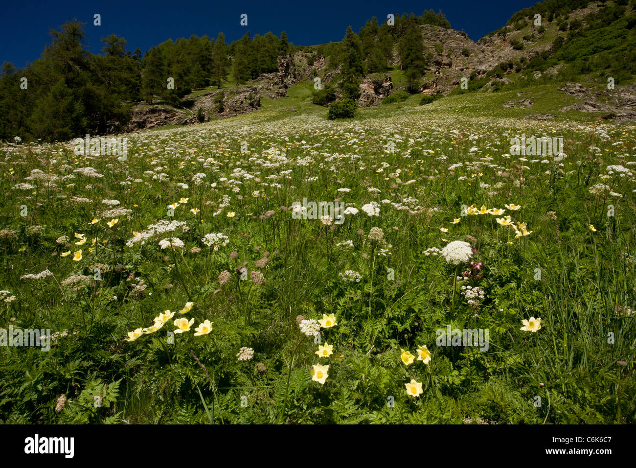 Alpine Pasque flower, yellow form, Pulsatilla alpina ssp. apiifolia, in the Engadin valley, Switzerland. Stock Photo