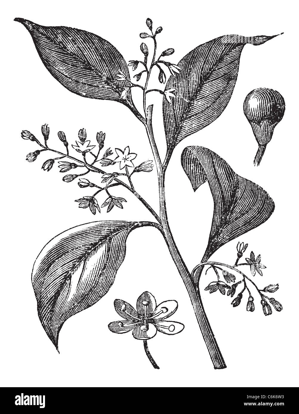 Camphrier officinal or Medicinal plant vintage engraving. Old engraved illustration of camphor tree leaves and flowers. Stock Photo