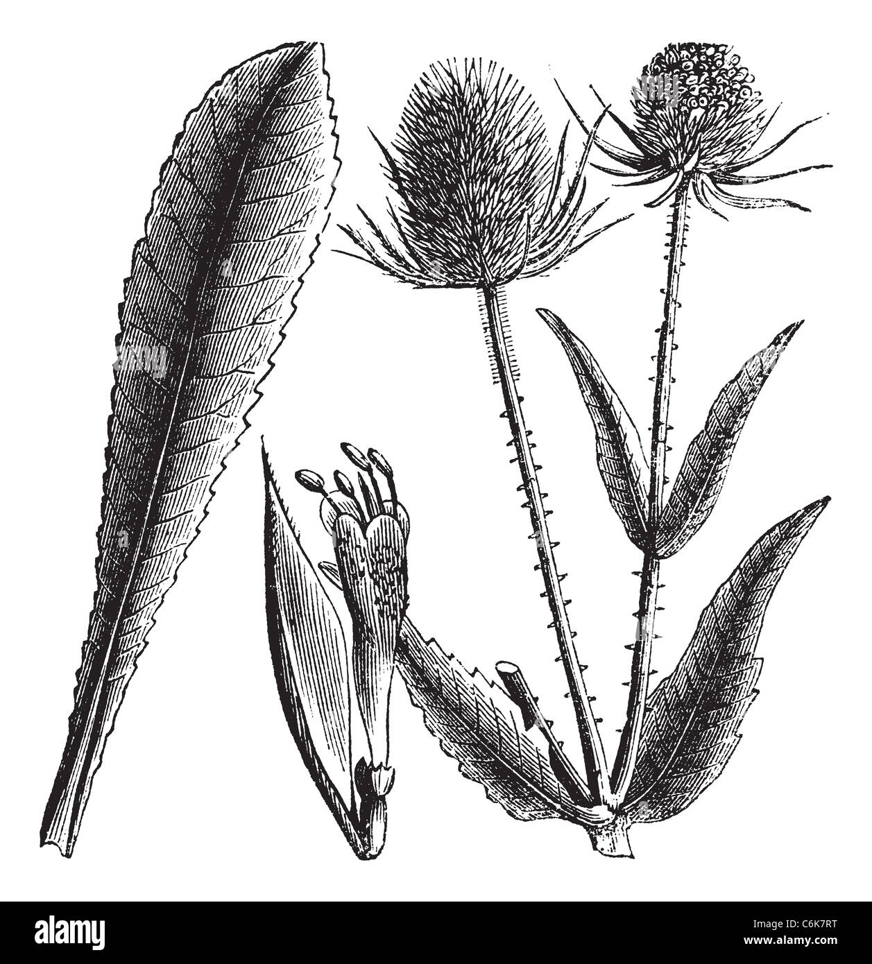 Dipsacus sylvestris or Teasel or Dipsacus fullonum vintage engraving. Old engraved illustrationg of wild teasel. Stock Photo