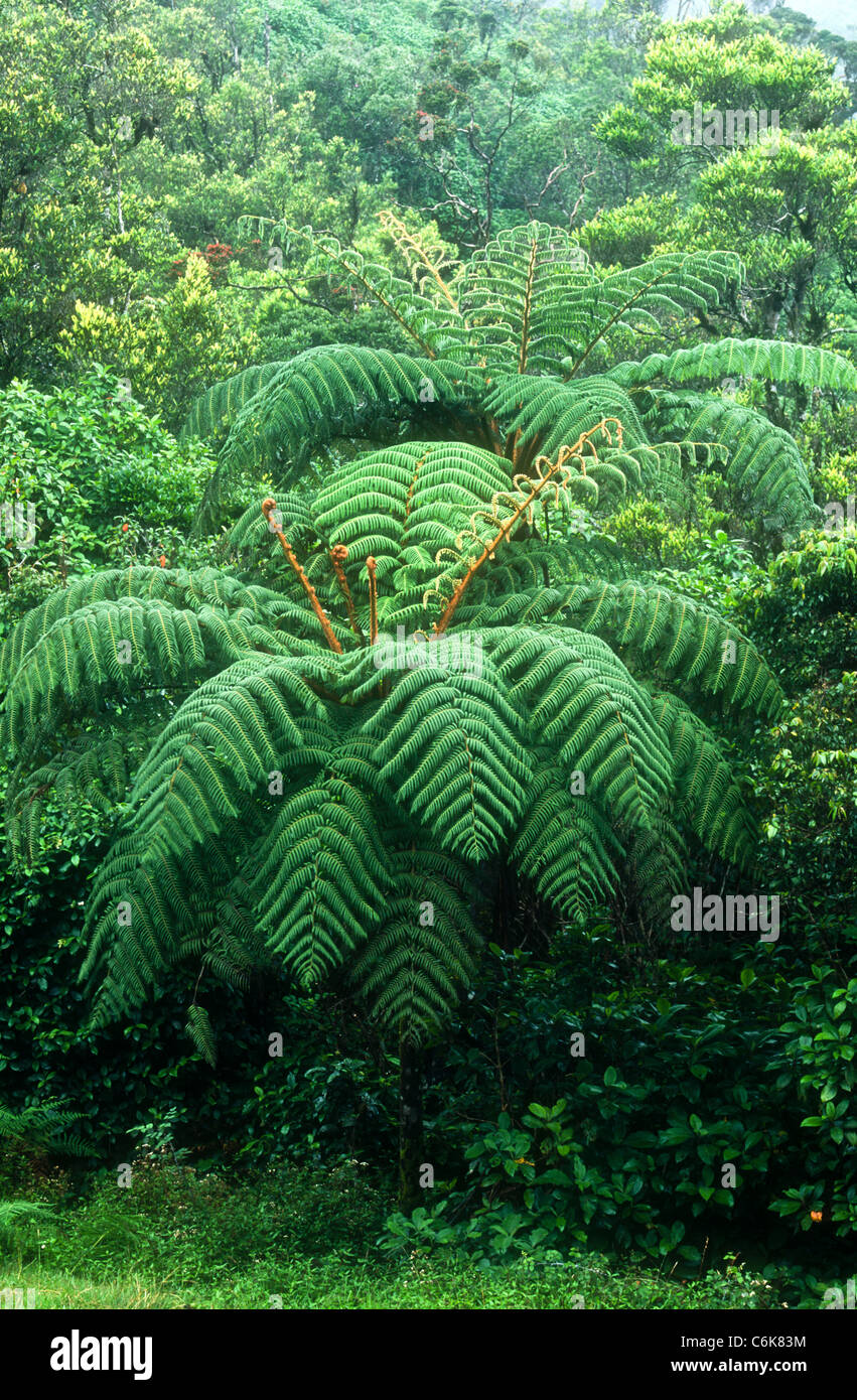 Tree fern, Cyathea crinita, Horton Plains, Sri Lanka Stock Photo