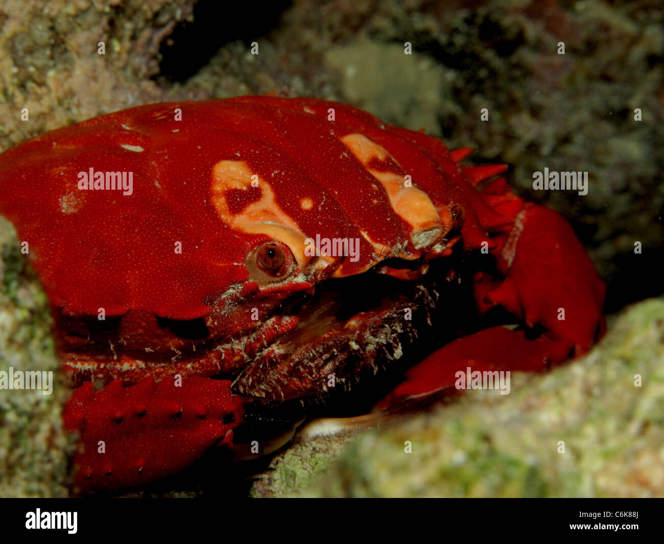 Splendid Spooner coral crab (Etisus Splendidus) Stock Photo
