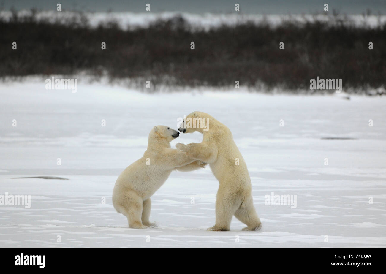 Fight of polar bears. Stock Photo