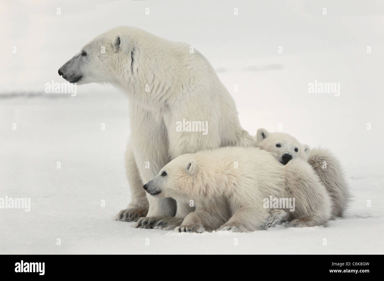 White she-bear with cubs. A Polar she-bear with two small bear cubs. Around snow. Stock Photo