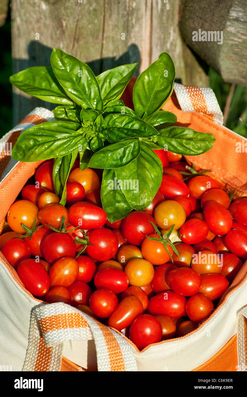 Cherry tomato harvest. Stock Photo