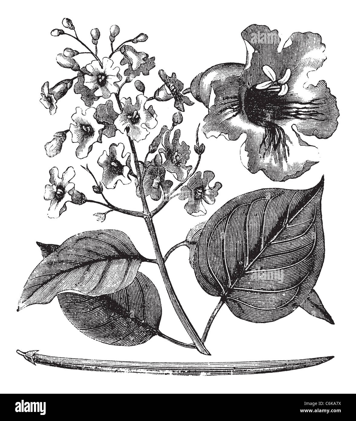 Catalpa bignonioides or cigar tree vintage engraving. Old engraved illustration of blossoms of catalpa tree. Stock Photo