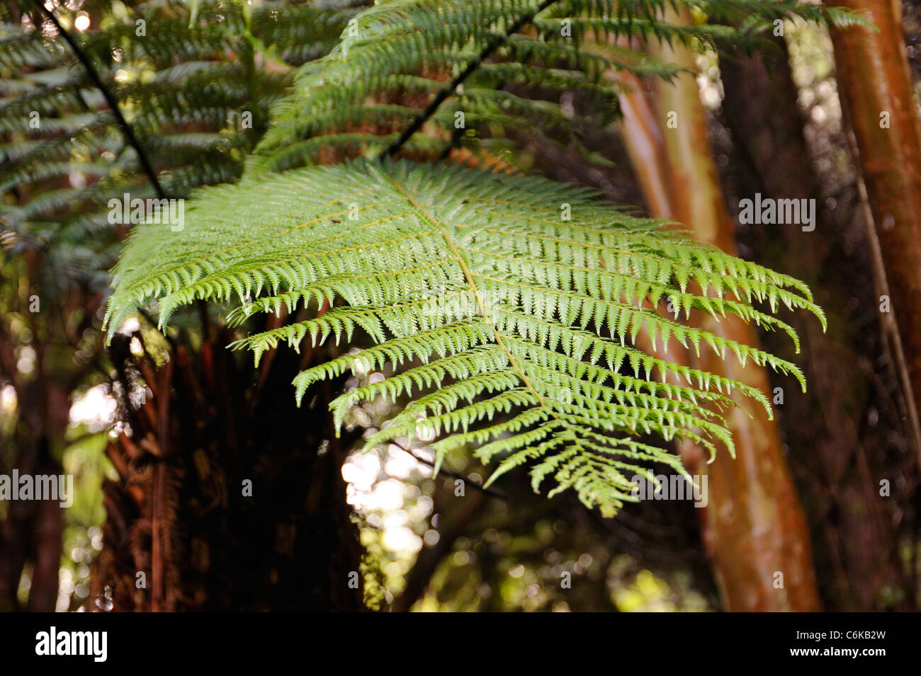 Australian Tree-fern, dicksonia antarctica Stock Photo