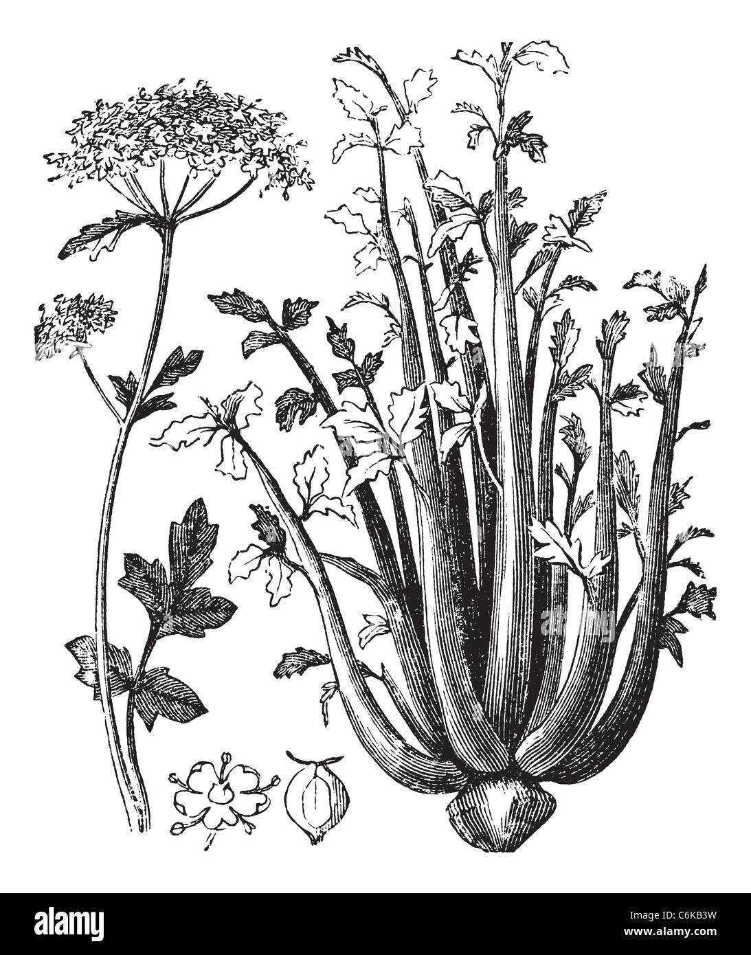 Celery or Selinon or Apium graveolens vintage engraving. Old engraved