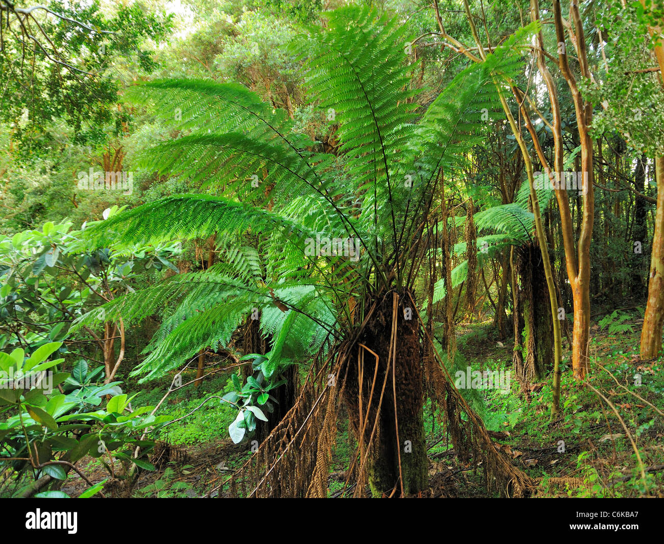 Australian Tree-fern, dicksonia antarctica Stock Photo