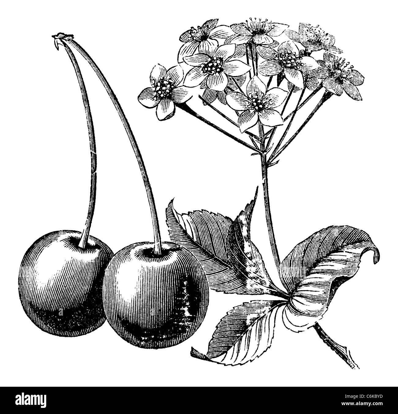 Cherry with leaves and flowers vintage engraving. Old engraved illustration of two cherries with leaves and flowers. Stock Photo