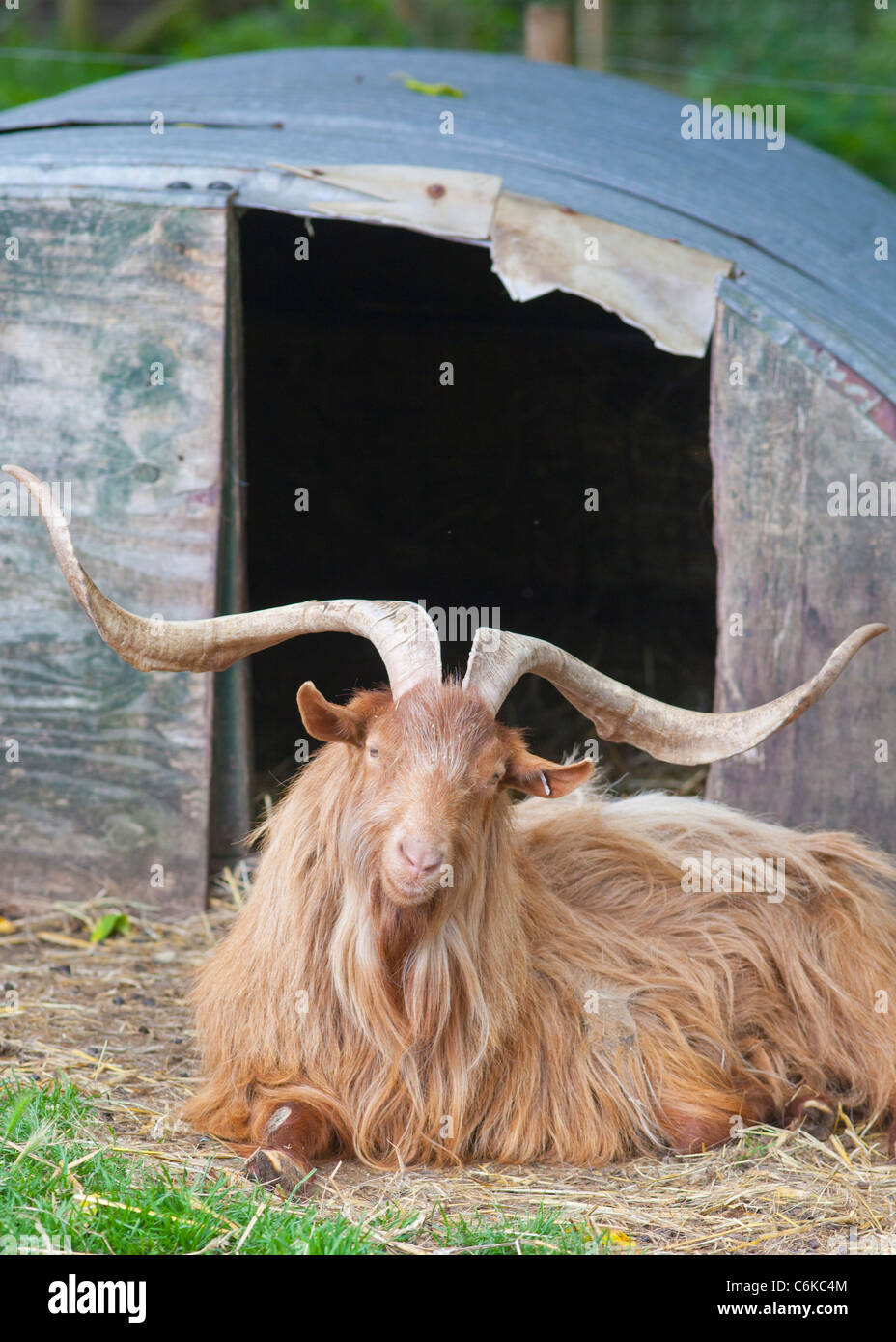 Large horns hires stock photography and images Alamy