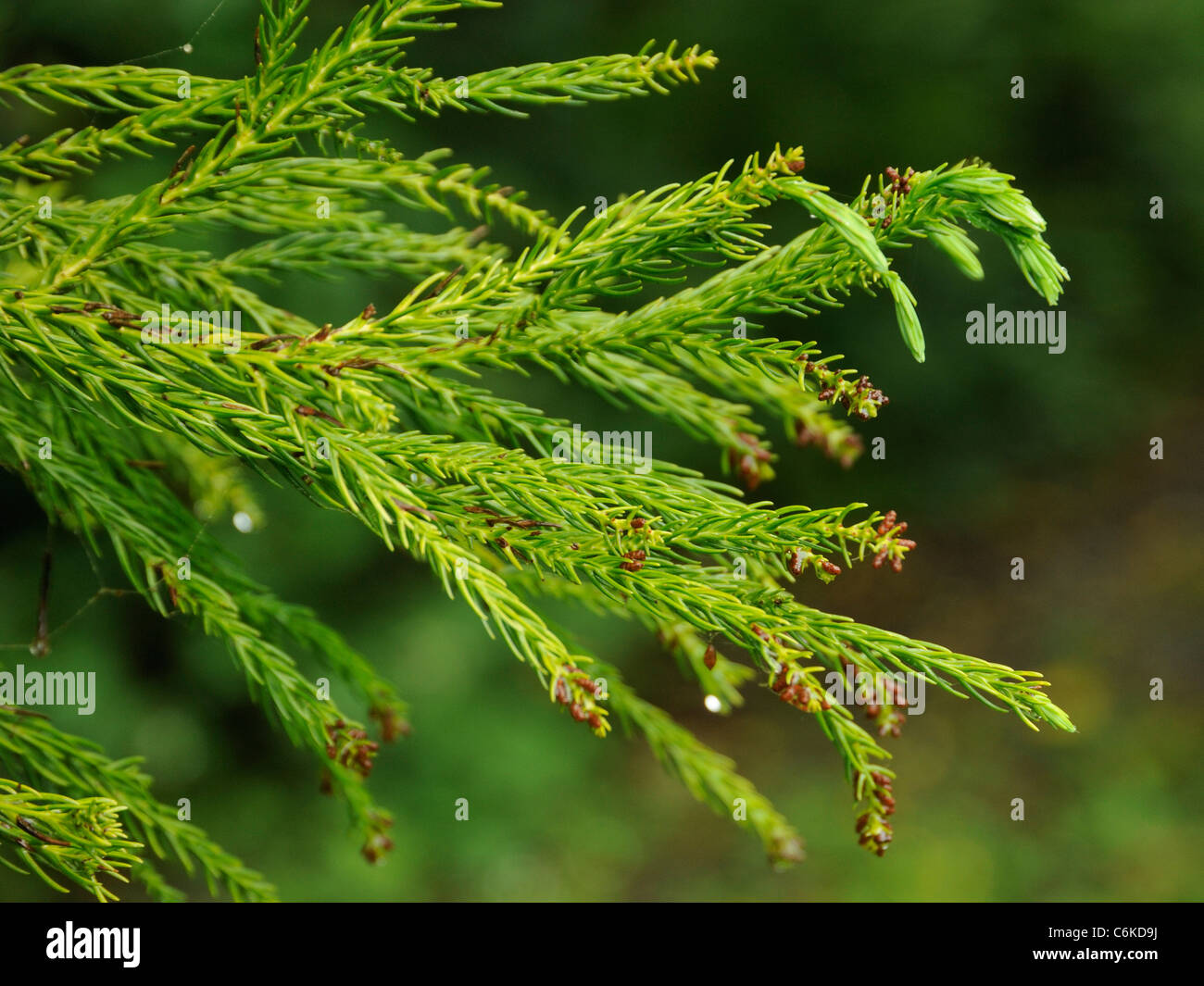 Japanese Red-cedar, cryptomeria japonica Stock Photo