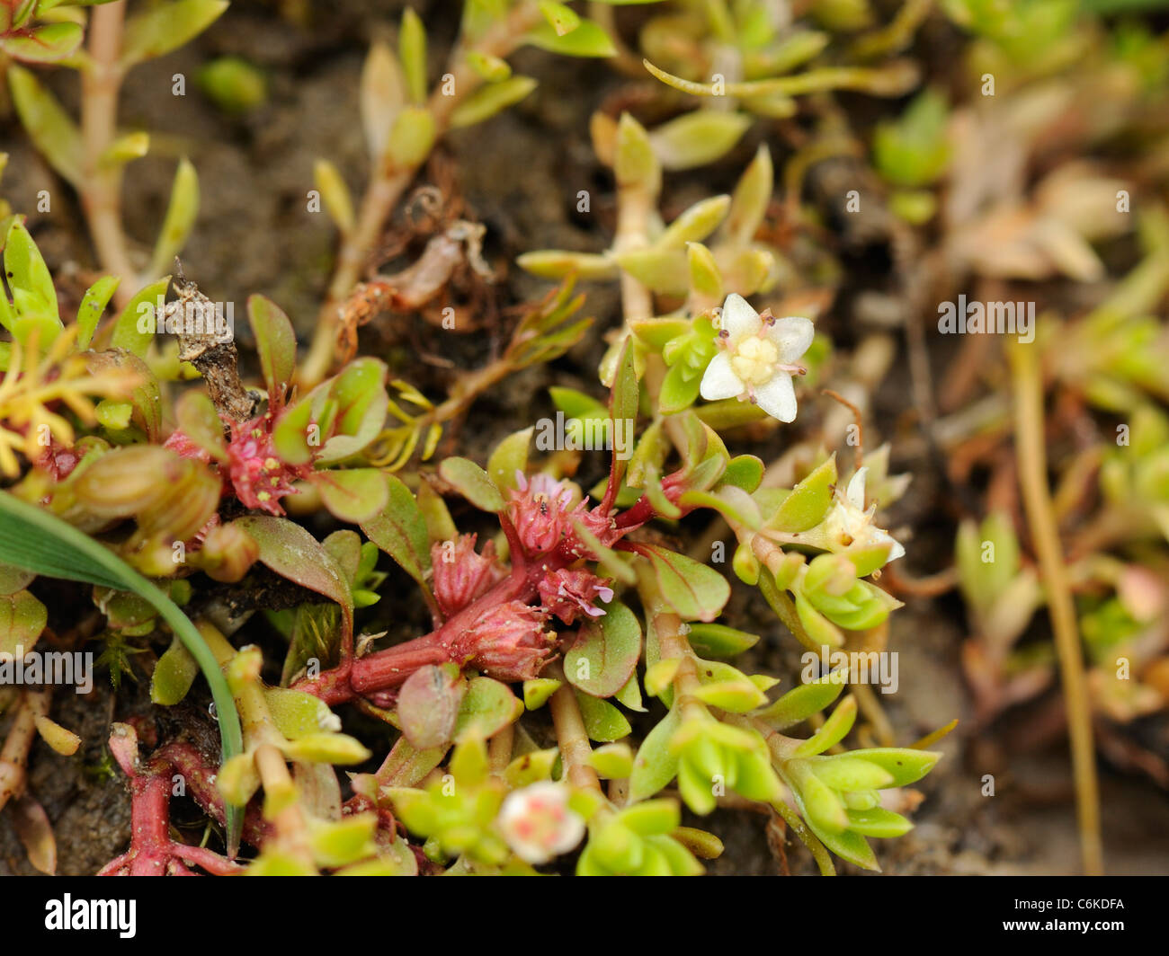 New Zealand Pigmyweed, crassula helmsii Stock Photo