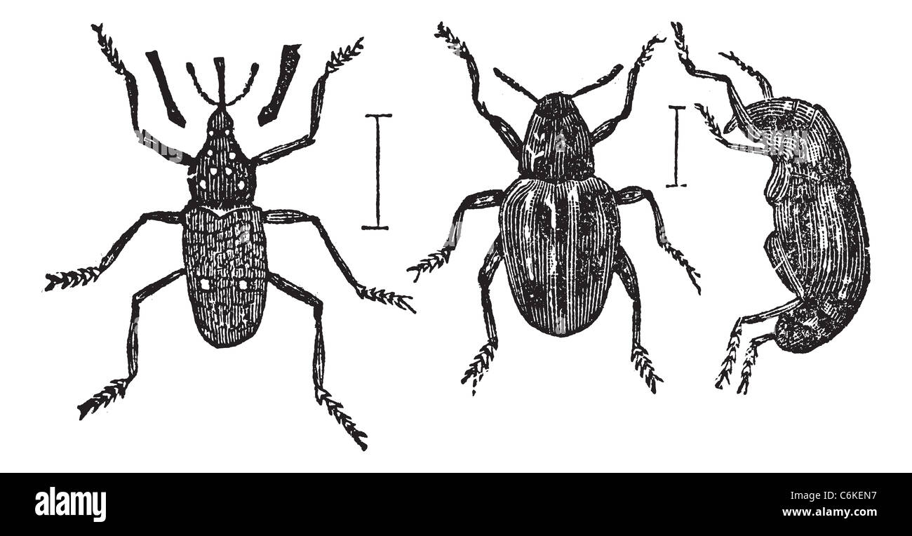 Weevil or Curculionoidea, vintage engraving. Old engraved illustration of typical Weevils showing a long (left). Stock Photo