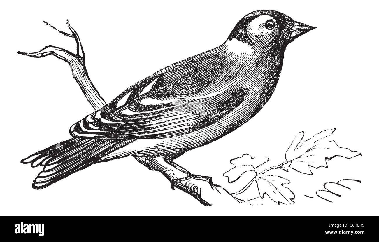 Finch or Fringilla sp., vintage engraving. Old engraved illustration of a Finch perched on a branch. Stock Photo