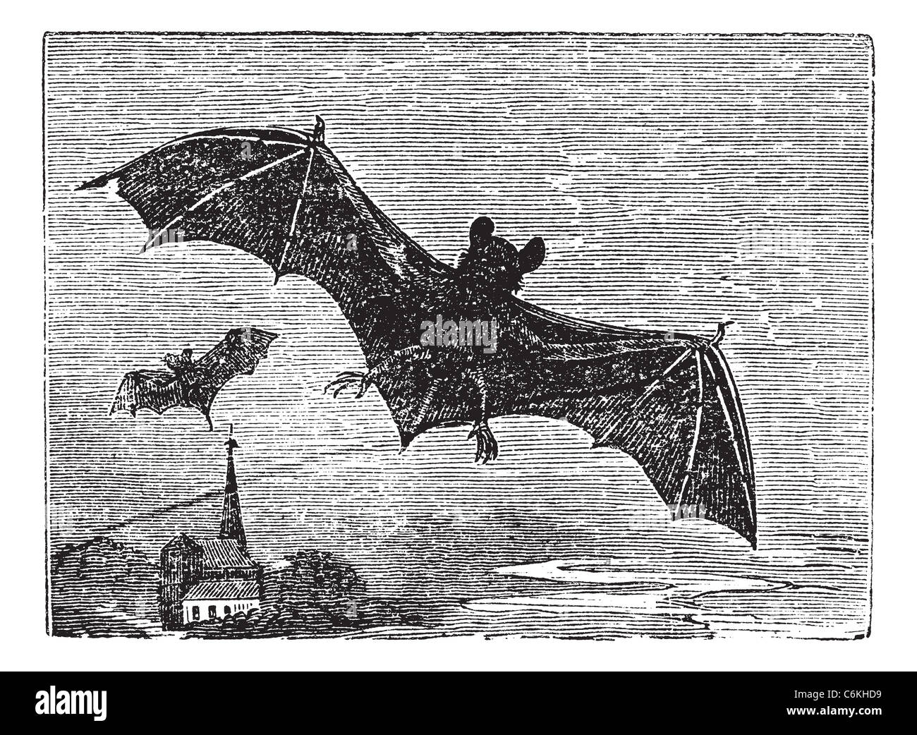 Common Bat or Vesper Bat or Evening Bat or Vespertilionidae, vintage engraving. Old engraved illustration of a Vesper Bat. Stock Photo