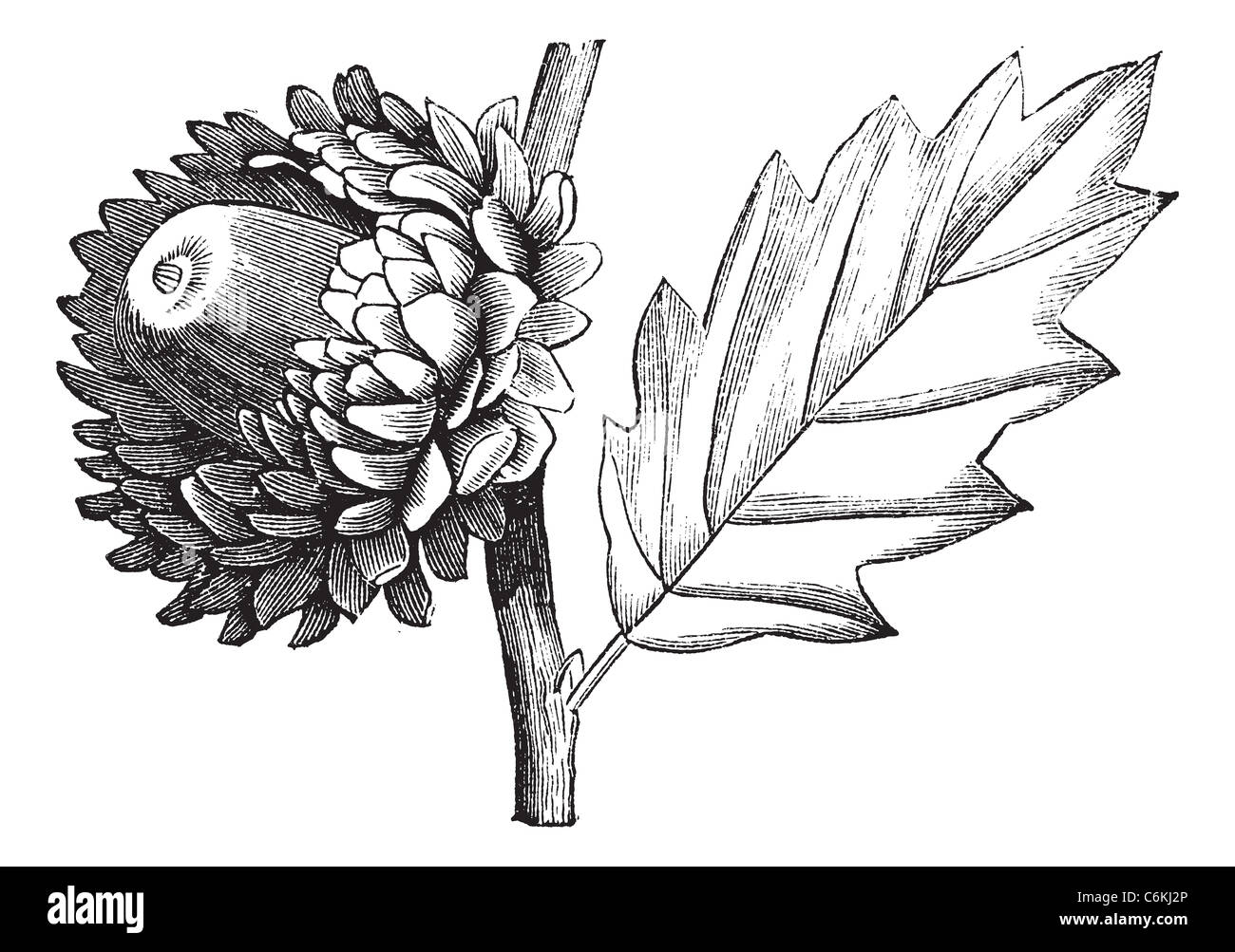 Valonia Oak or Quercus macrolepis, vintage engraving. Old engraved illustration of Valonia Oak showing flower with cup-shaped Stock Photo