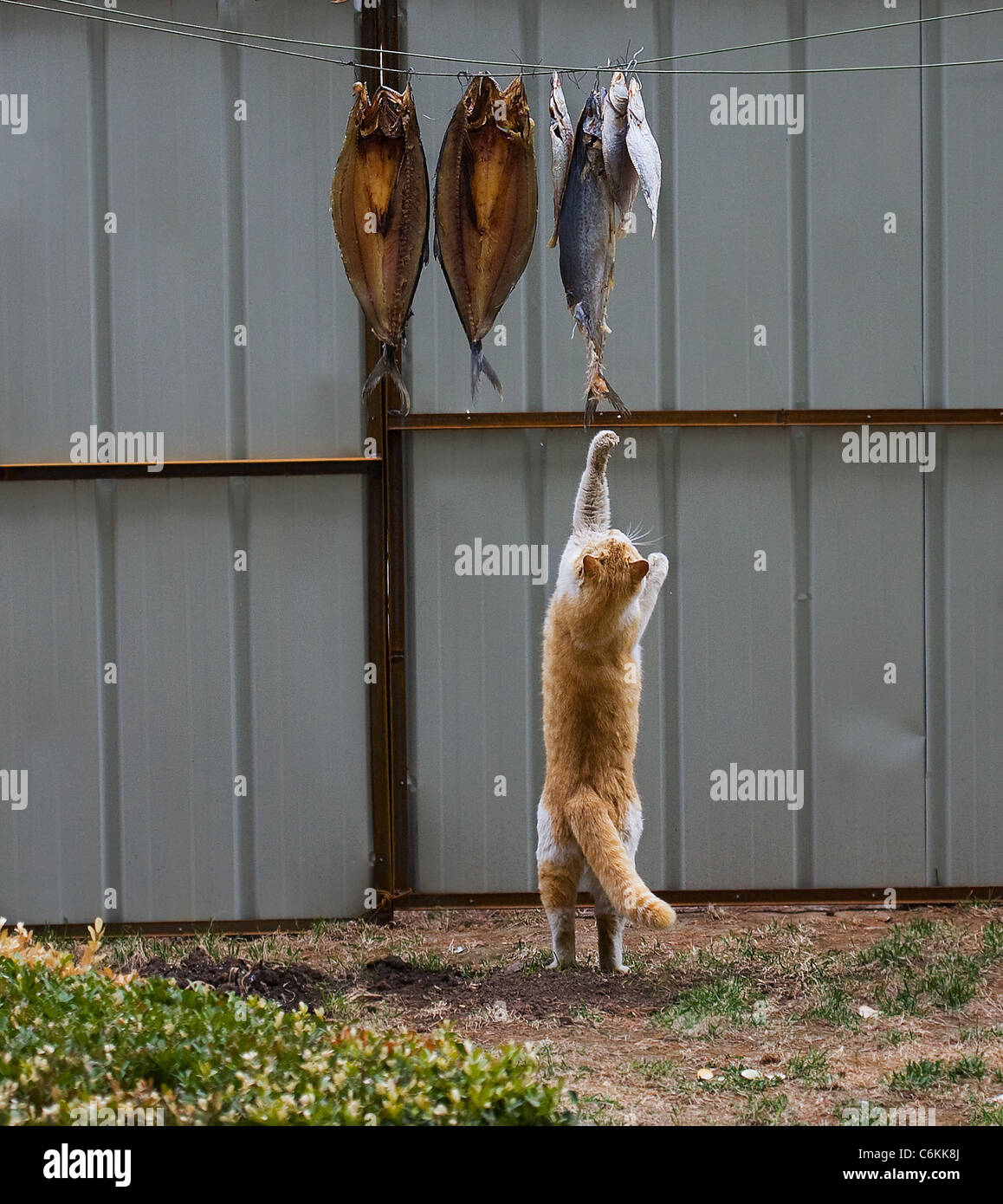 Greedy cat smells something fishy This greedy cat tries desperately to get its claws on some tasty dried fish. The fat feline Stock Photo