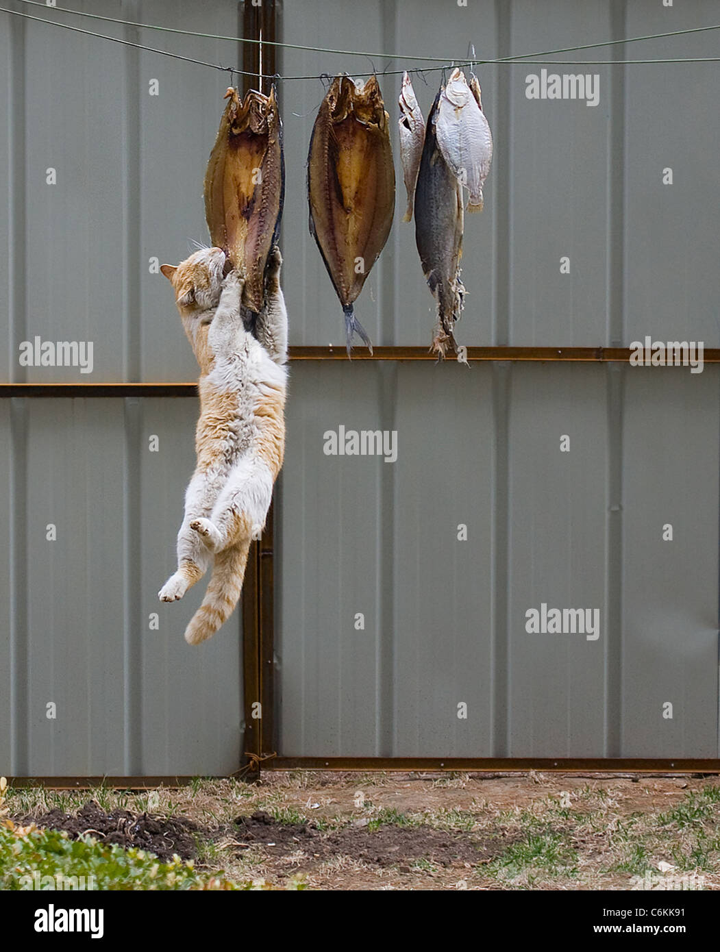 Greedy cat smells something fishy This greedy cat tries desperately to get its claws on some tasty dried fish. The fat feline Stock Photo