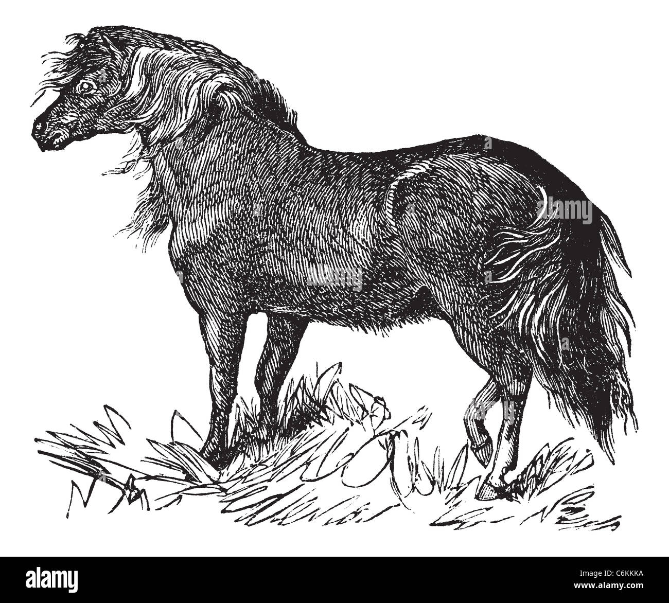 Shetland Pony or Equus ferus caballus, vintage engraving. Old engraved illustration of a Shetland Pony. Stock Photo