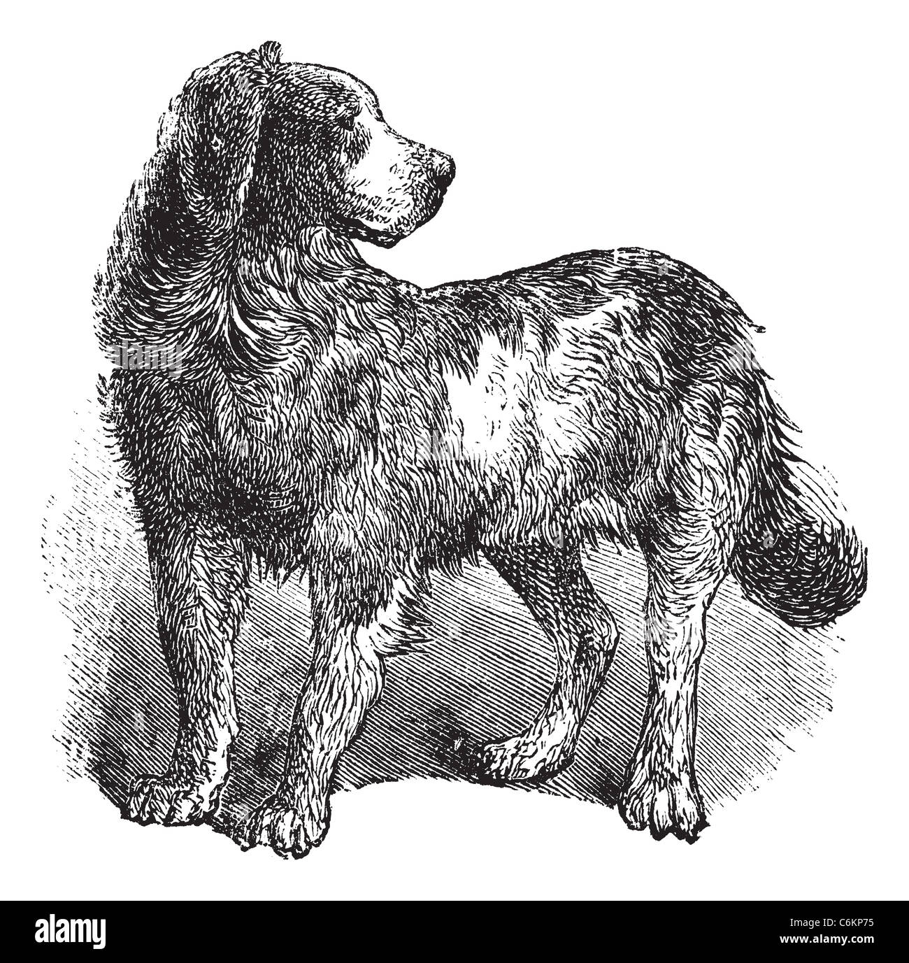 Newfoundland or Canis lupus familiaris, vintage engraving. Old engraved illustration of a Newfoundland. Stock Photo