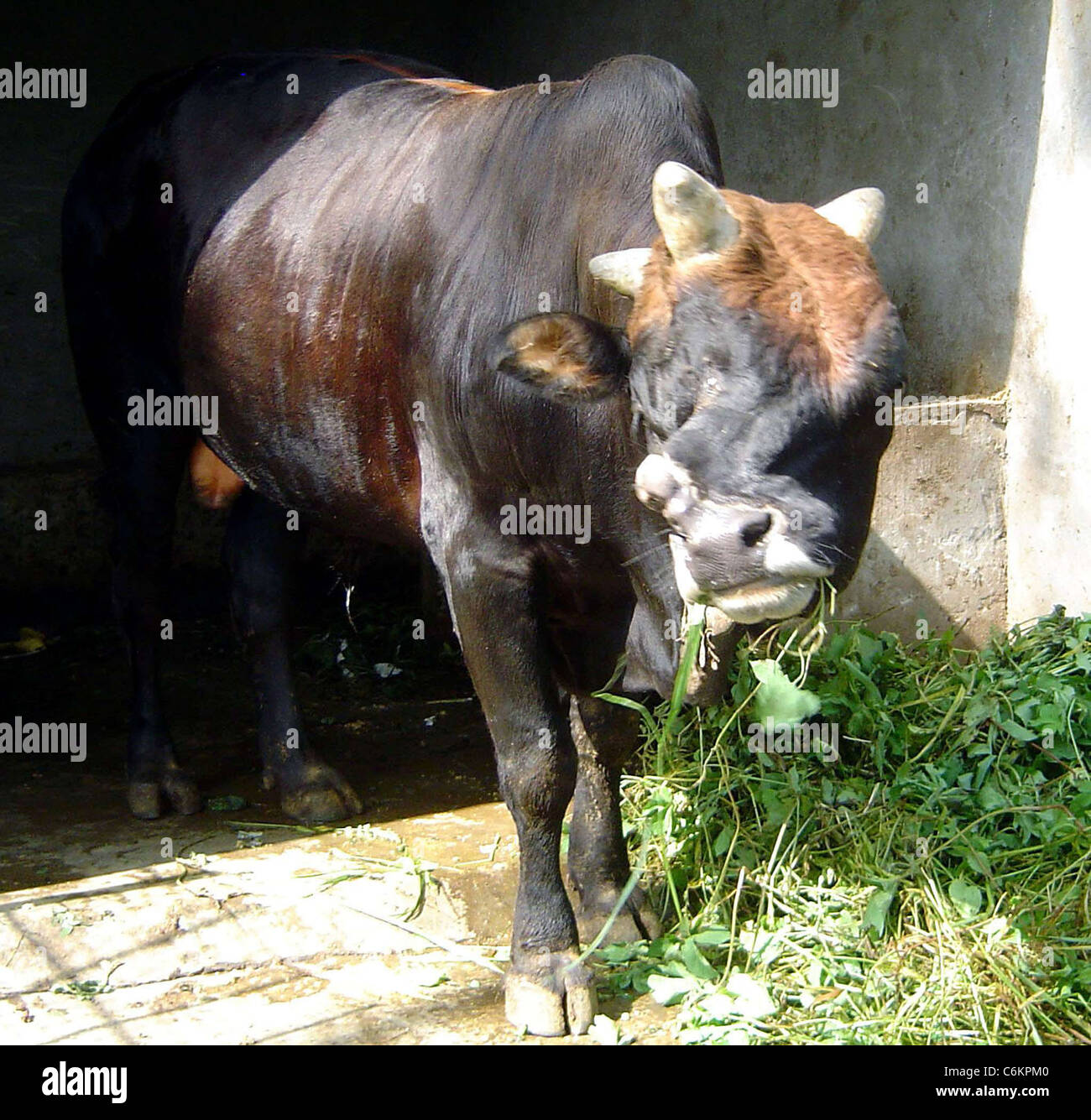 BULL WITH THREE HORNS AND TWO NOSES With two twisted noses and three horns, this bull in a China shop has visitors to the Stock Photo