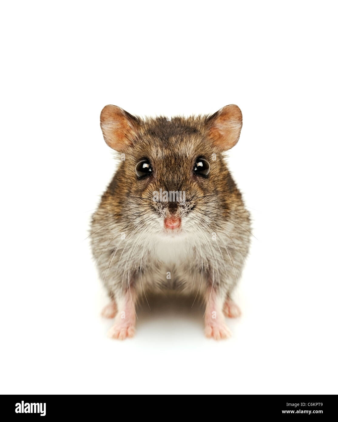 Hamster Cut Out Stock Photo