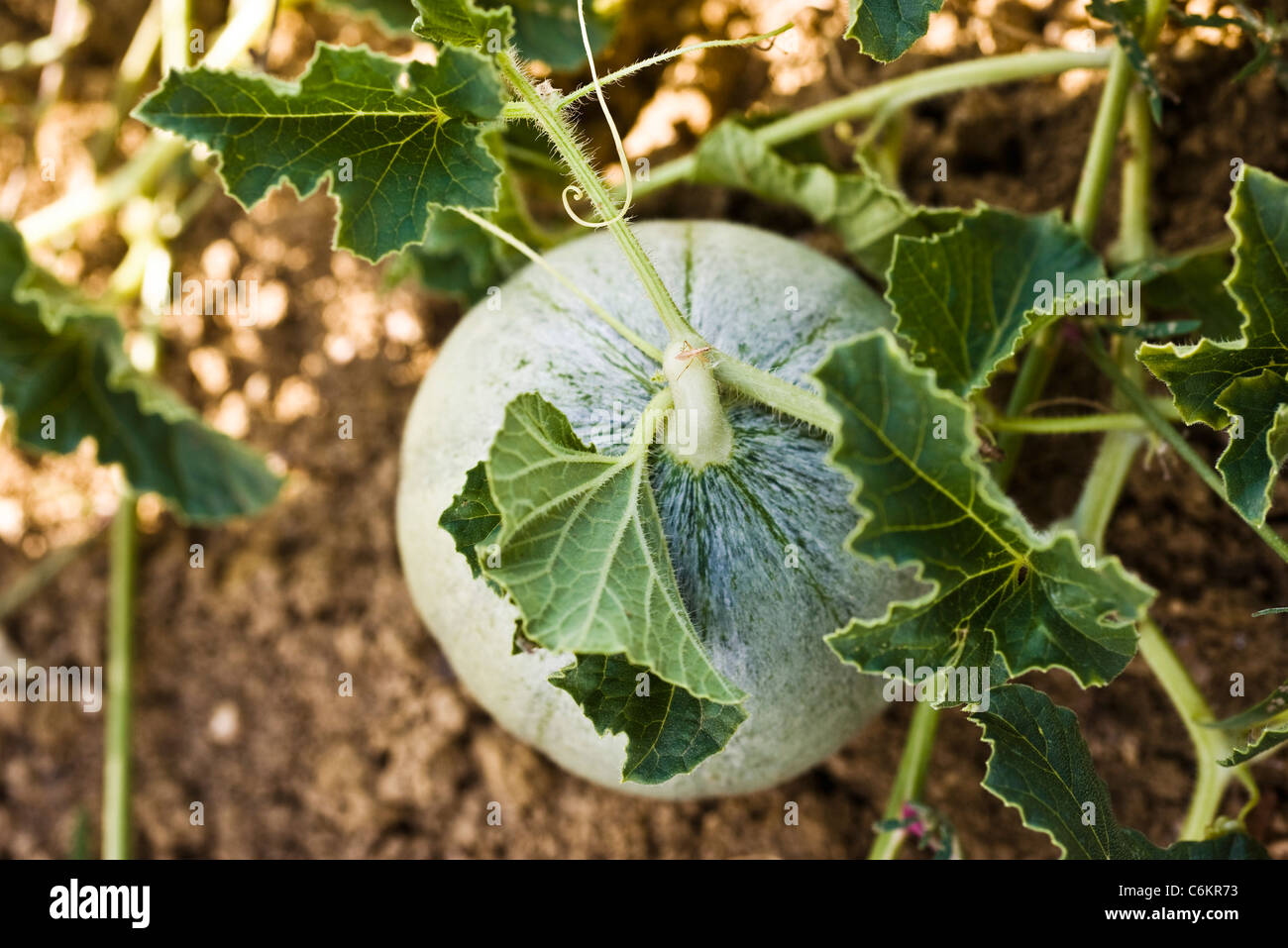 Melon growing on vine Stock Photo Alamy