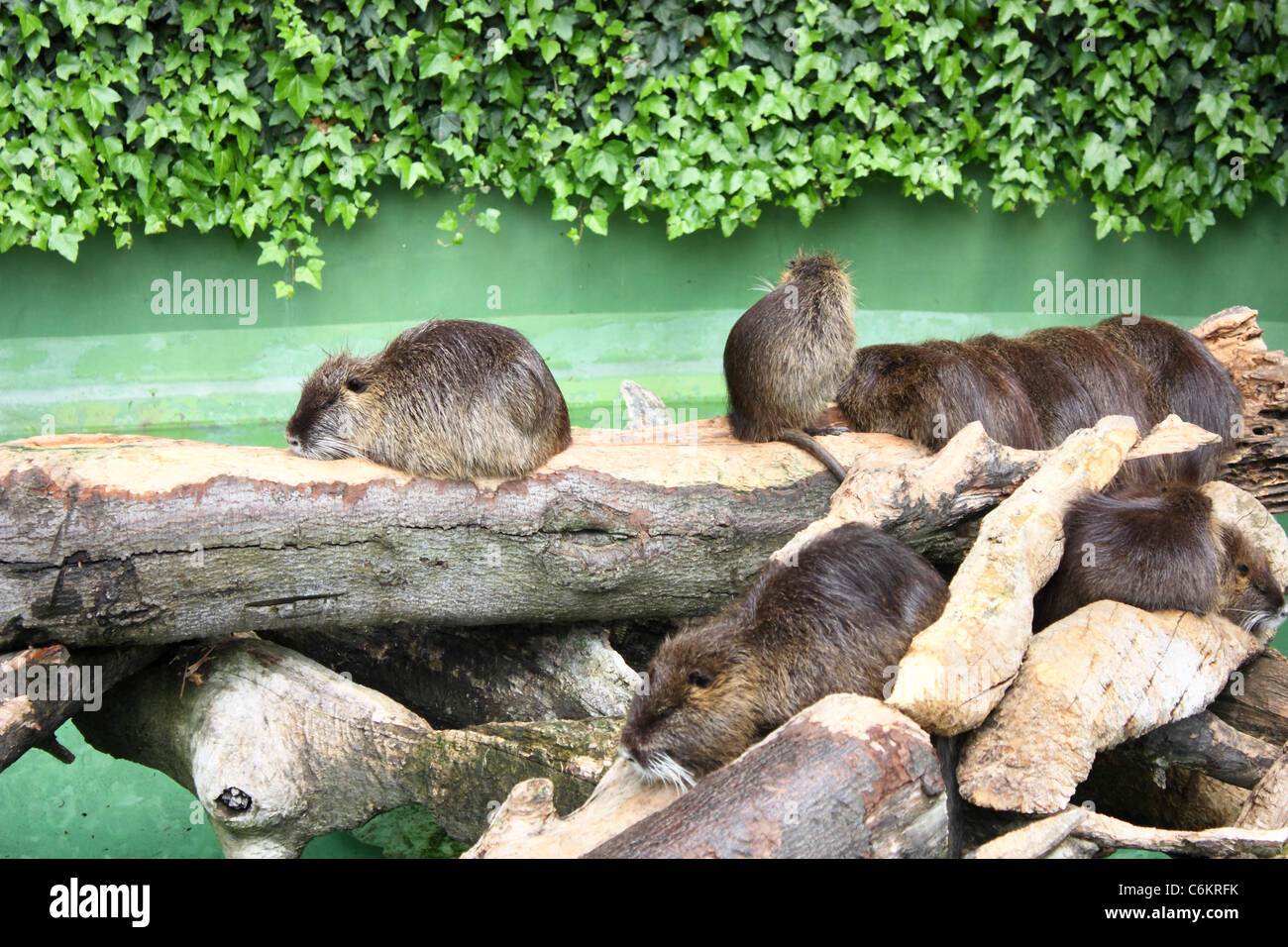 Coypu fur 2024