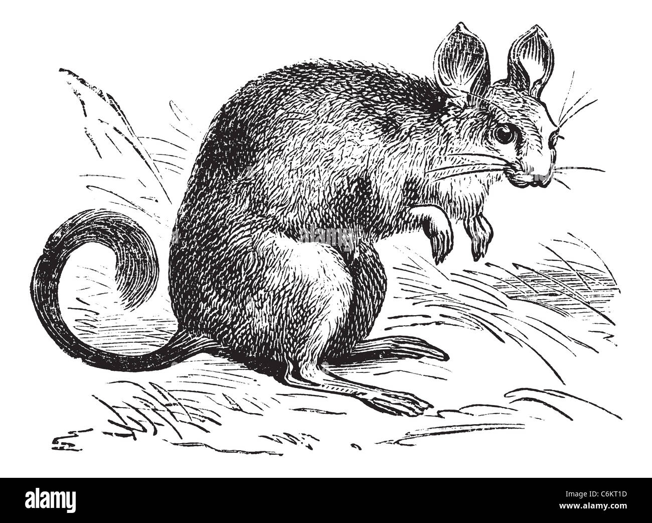 Chinchilla or Chinchilla lanigera, vintage engraving. Old engraved illustration of a Chinchilla. Stock Photo