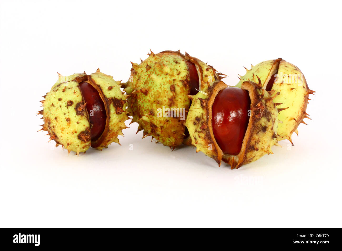 Wild horse chestnut in shells, gifts from fall, isolated Stock Photo