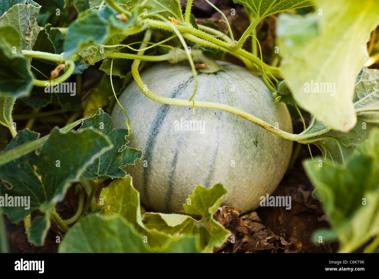 Melon growing on vine Stock Photo Alamy