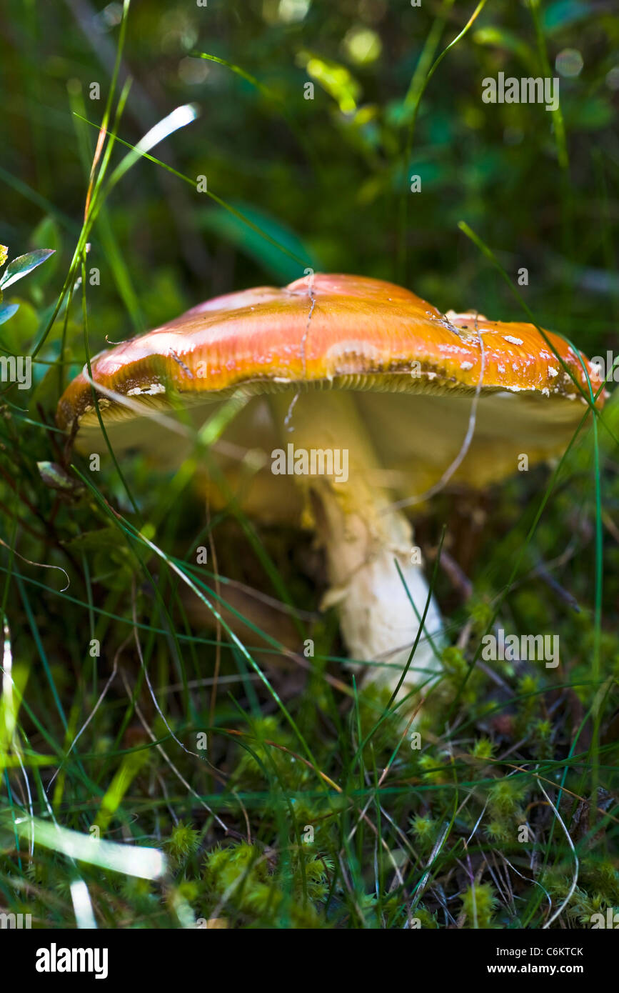 Fly agaric (Amanita muscaria Stock Photo Alamy