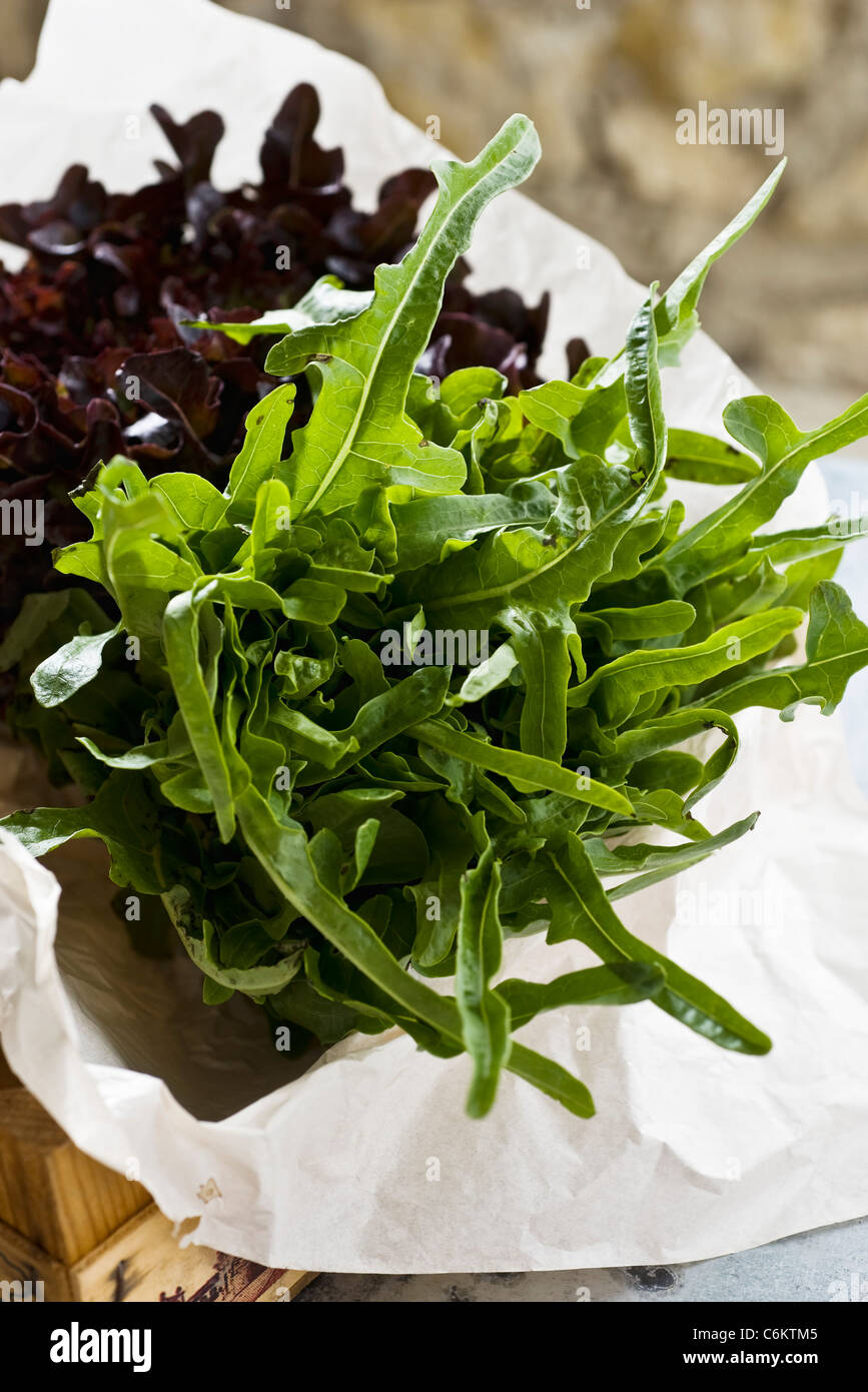 Oak leaf lettuce Stock Photo