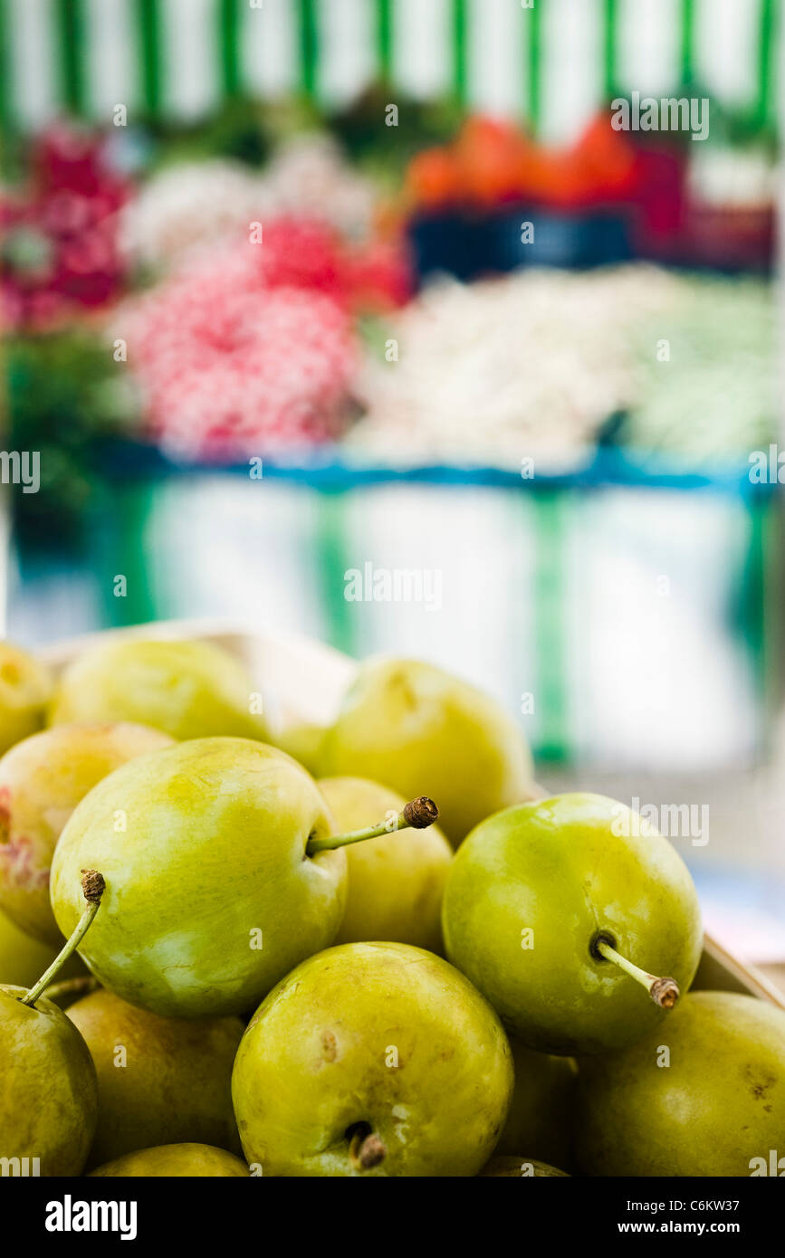 Greengage plums Stock Photo