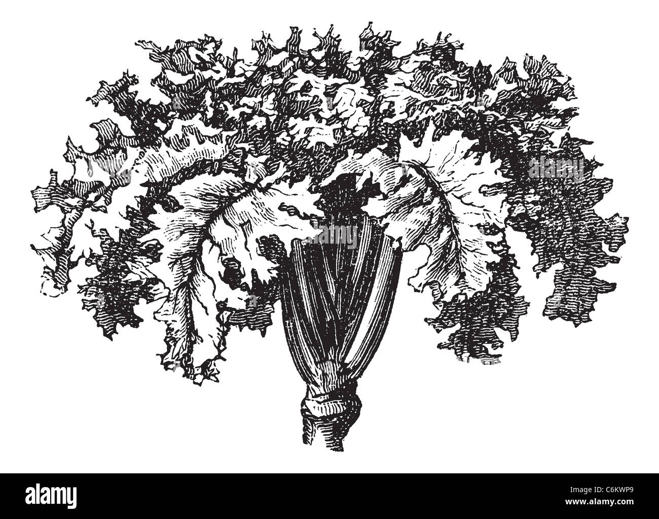 Rutabaga or Swedish Turnip or Yellow Turnip or Brassica napobrassica, vintage engraving. Old engraved illustration of a Rutabaga Stock Photo