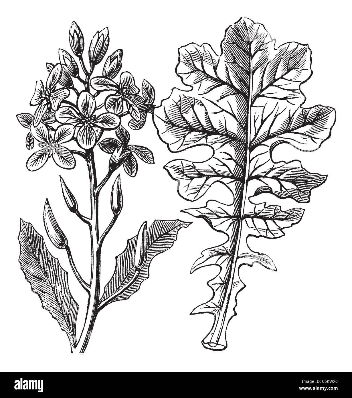 Violet Cabbage or Moricandia sp., vintage engraving. Old engraved illustration of a Violet Cabbage showing flowers (left) Stock Photo