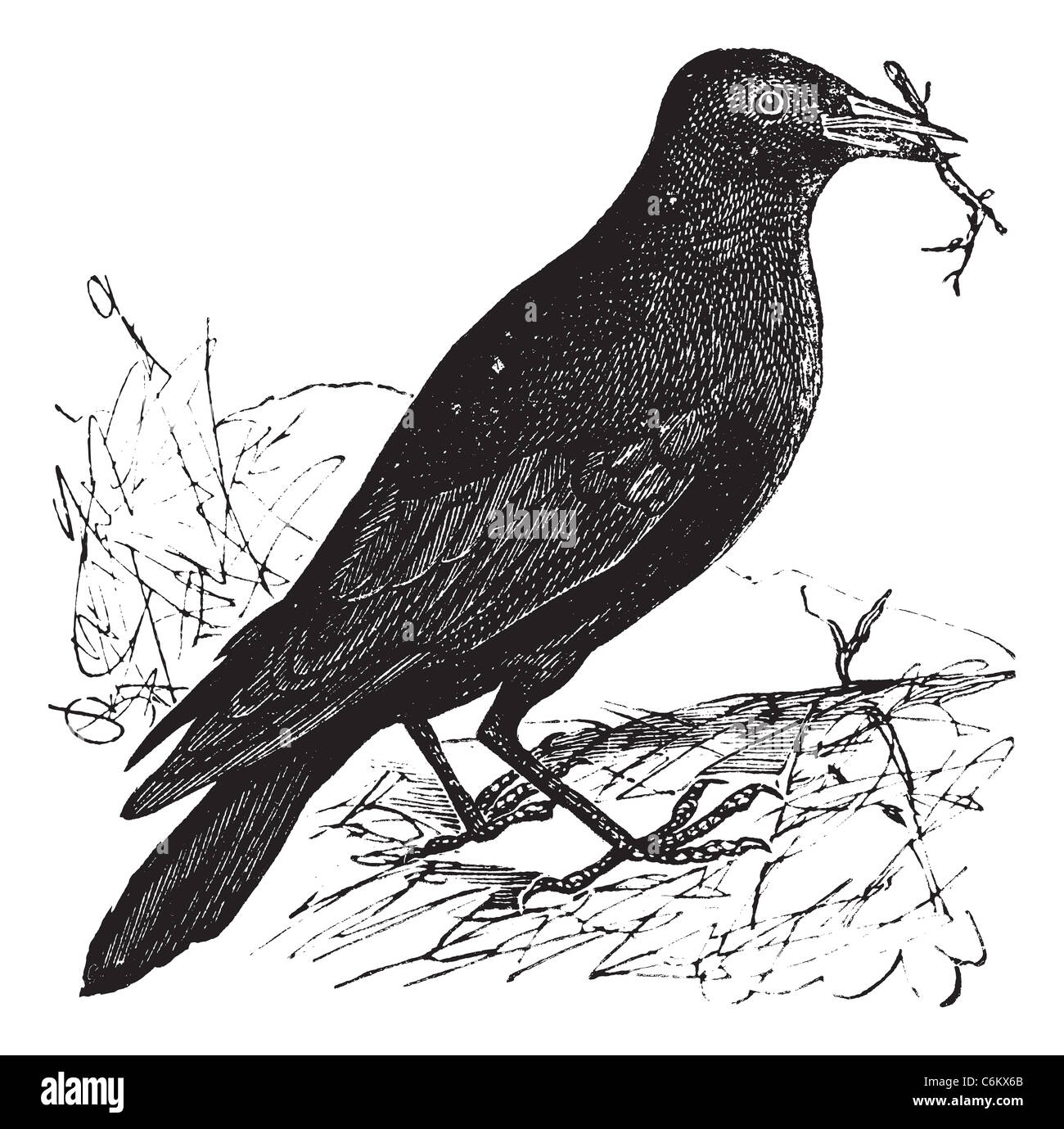 Jackdaw or Corvus monedula, vintage engraving. Old engraved illustration of a Jackdaw. Stock Photo