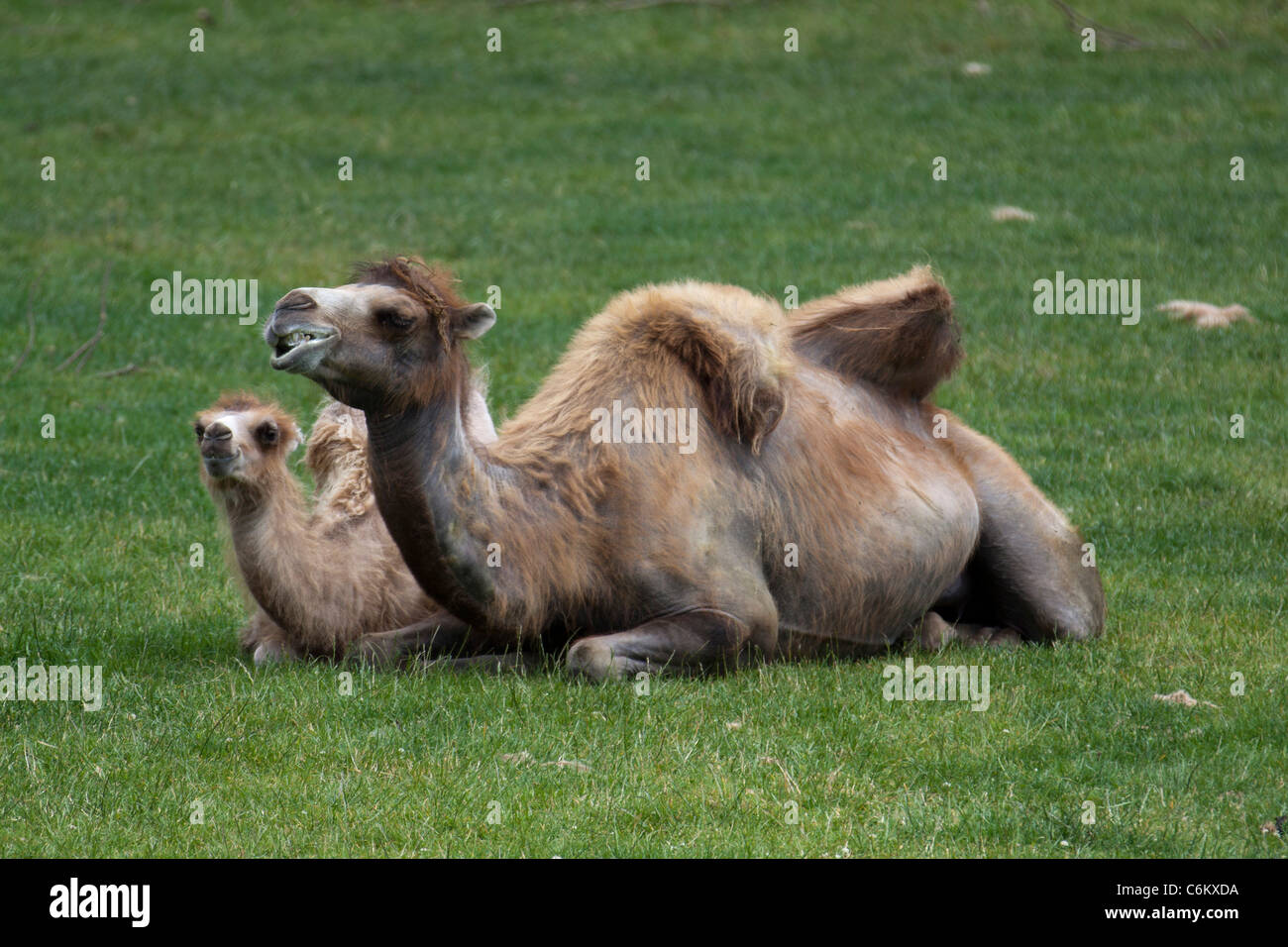 Domesticated Bactrian camels (Camelus bactrianus) resting on grass Stock Photo