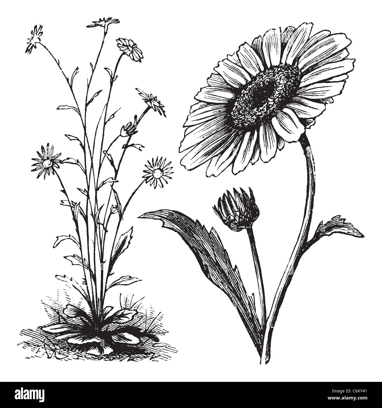 Chrysanthemum sp., vintage engraving. Old engraved illustration of a Chrysanthemum. Stock Photo