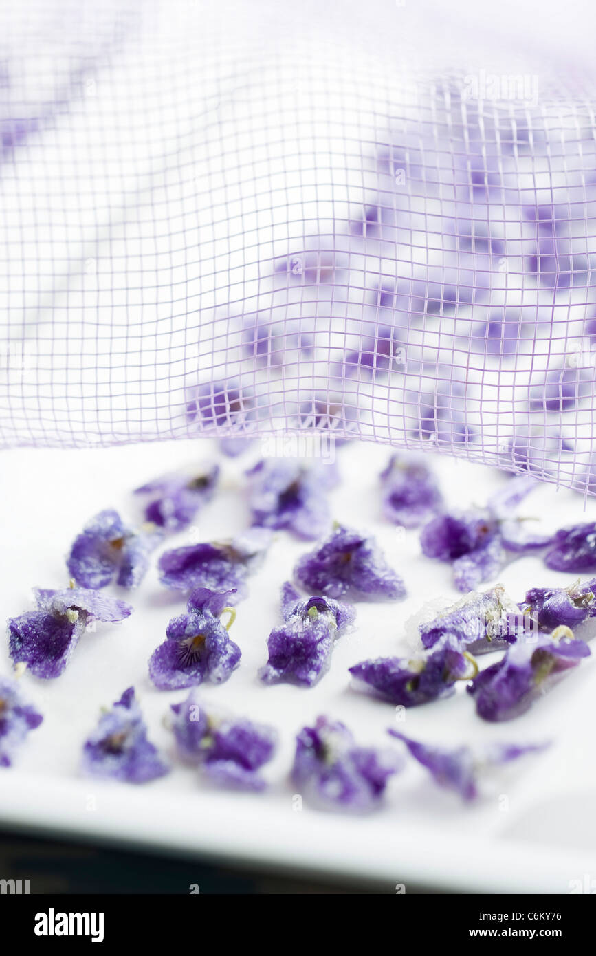 Drying crystallized violets on wax paper Stock Photo