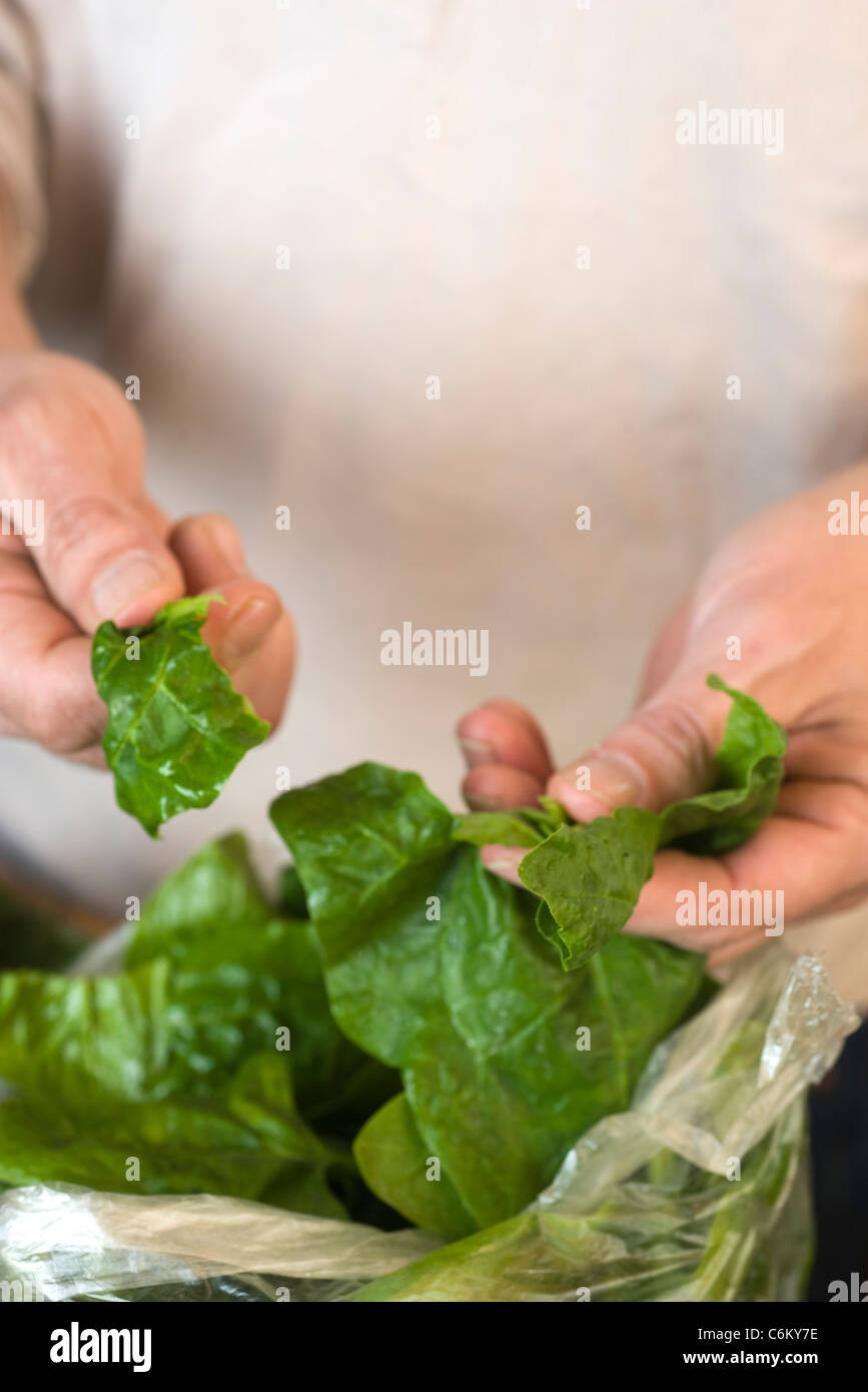 Preparing fresh spinach Stock Photo - Alamy