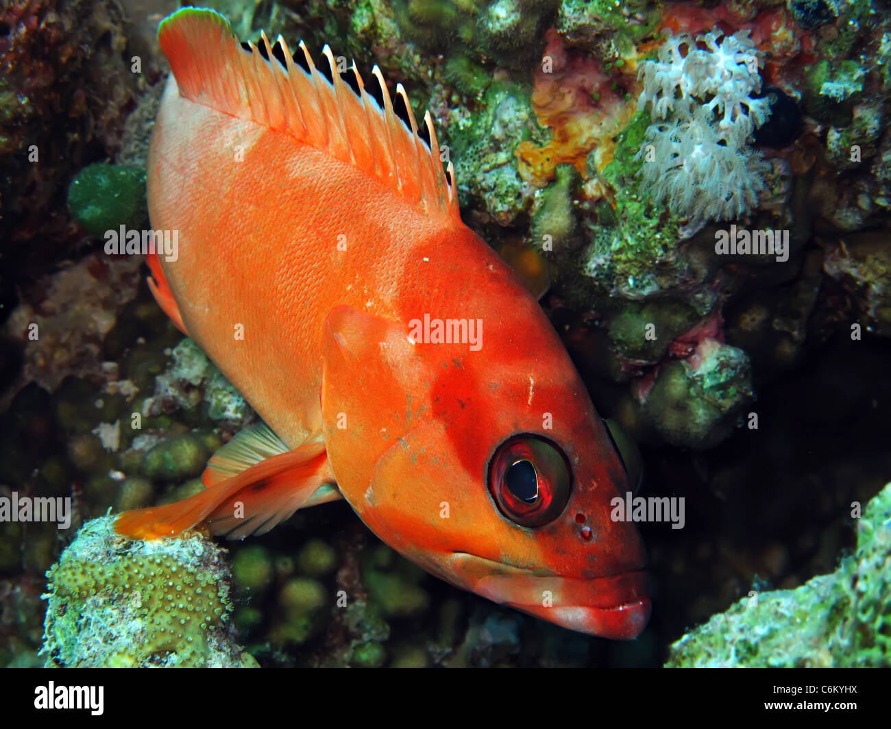 Blacktip grouper (epinephelus fasciatus) Stock Photo