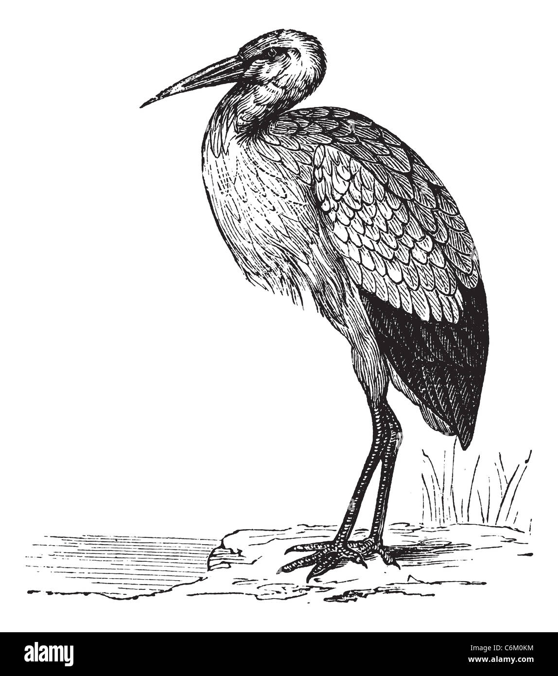 White Stork or Ciconia ciconia, vintage engraving. Old engraved illustration of a White Stork. Stock Photo