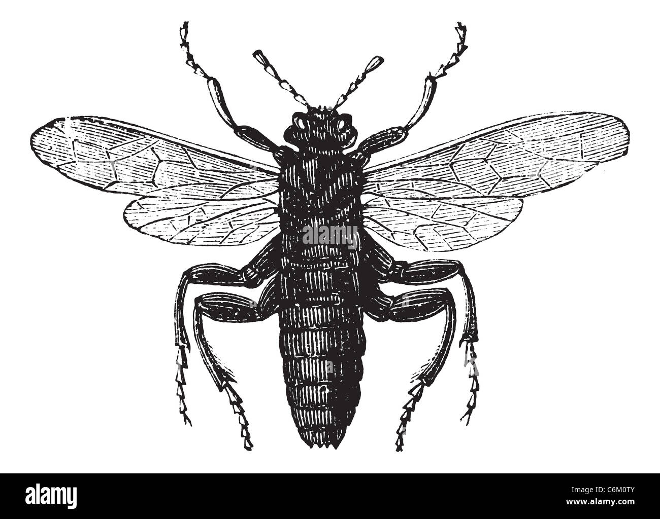 Elm Sawfly or Cimbex ulmi, vintage engraving. Old engraved illustration of an Elm Sawfly. Stock Photo