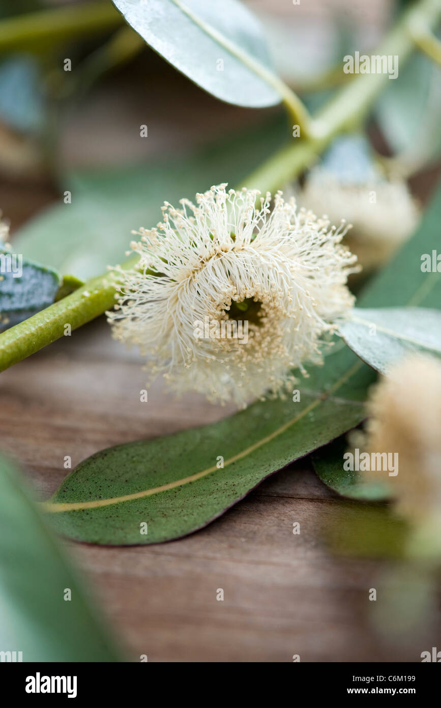 Eucalyptus Flower