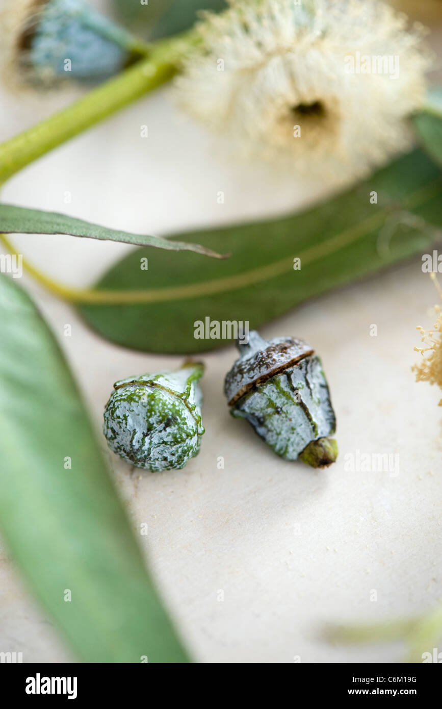 Eucalyptus buds Stock Photo